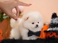 Pomeranian Boo Micro Ayıcık Surat