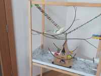 Full Evcil Erkek Sultan Papağanı