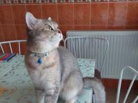 Kedimi Acil Sahiplendirmek Zorundayım