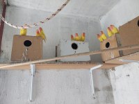 Lutino sevda papağanları