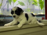 Maltipoo Ve Dachshund Melezi Yavru Bebekler