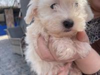 Minik Bir Mutluluk Topu Maltese Terrier
