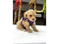 Muhteşem Poodle Bebekler