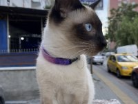 Siyam Kedimiz