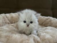 1 Aylık Yavru British Longhair Yavrular