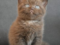 2 Saylık Safkan British Shorthair