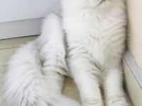 Silver shaded british longhair erkek