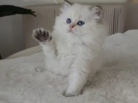 Harika Renk British Longhair Bebekler