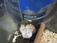 Hamster Gonzales İçin Ulaşın