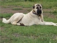 Orjinal Kangal Yavruları Sivas