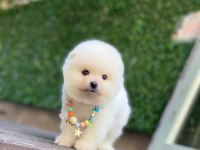 0-3 Aylık Pomeranian Yavrular