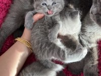 1 Buçuk Aylık Scottish Ve British Yavrular