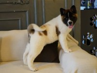 %100 Safkan American Akita Yavruları