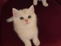 British Golden-Silver Asil Soylu British Shorthair Yavrular