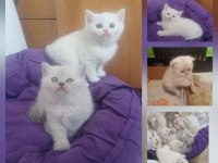 Mavi Boncuk Kediler