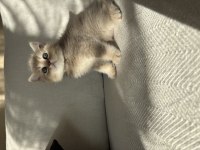 En Özel Renk British Shorthair