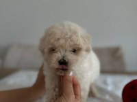 0 Numara Maltese Bebekleri