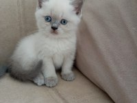 Alıştırmalık British Shorthair