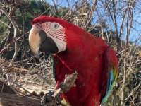 4 Yaşında Macaw Fotoğraf İşinde Tecrübeli Kuşumuz Sahiplendirecek