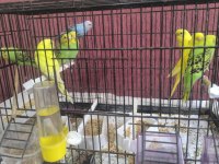 Ev Ortamında Yetiştirdiğim Yavru Muhabbet Kuşları