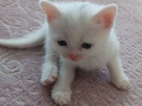 Renk Renk Erkek Ve Dişi British Shorthair Bebekleri