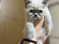 British Shorthair Yavrularımız Yeni Yuvalarını Arıyor
