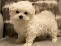 Show Maltese Yavruları