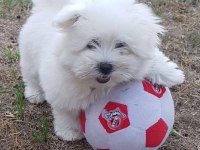 Maltese terrier xs kartopu gibi bebeklerim