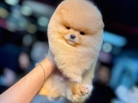Orjinal Pomeranian Boo