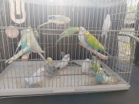 Yetişkin Erkek Dişi Muhabbet Hazır Kuşlar