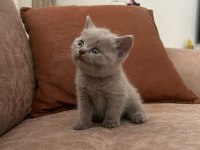 British Shorthair Bebeklerimiz Yeni Yuvalarını Arıyor