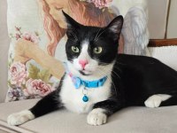 Ücretsiz bebek kedim