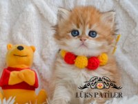 Altın Saçlı Golden British Longhair Ny12