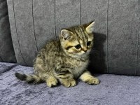 British Shorthair Erkek Yavru