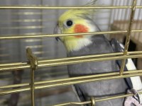 Eş olmaya hazır sultan papağanı