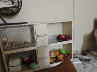 Vasıflı Şov Muhabbet Kuşu