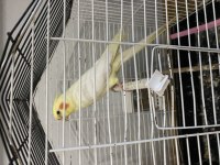 Ele Alışkın Lutino Sultan Papağanı