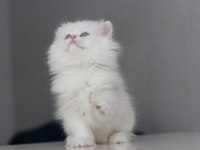 Full şecereli teslime hazır dişi british longhair