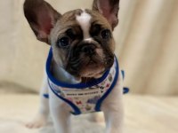 French Bulldog Yavruları