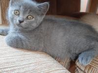 Yeni yuvaya gitmeye hazır kedimiz