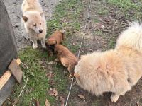 Chow Chow Köpeği Yavruları