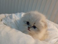 Longhair Ve Shorthair Tabby Yavru Kedilerimiz