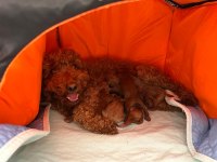 Dişi Ve Erkek Poodle Yavruları Yeni Yuvalarını Arıyor.