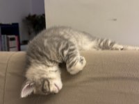 3 Aylık Birbirinden Güzel British Yavrular