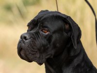 Irk Ve Sağlık Garantili Şecere Belgeli Cane Corso