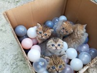 British shorthair yavru kedisi