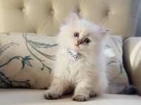 Sevimli minik british longhair