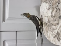 Sahiplendirilecek Sultan Papağanı (₺)