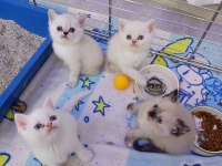 Sevimli British Shorthair Bebişler