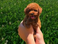 Sağlık ırk garantili orjinal toy poodle